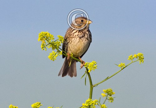 Corn Bunting 3